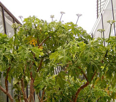 Cnidoscolus aconitifolius Tree Spinach, Tread Softly, Cabbage Star, Chaya